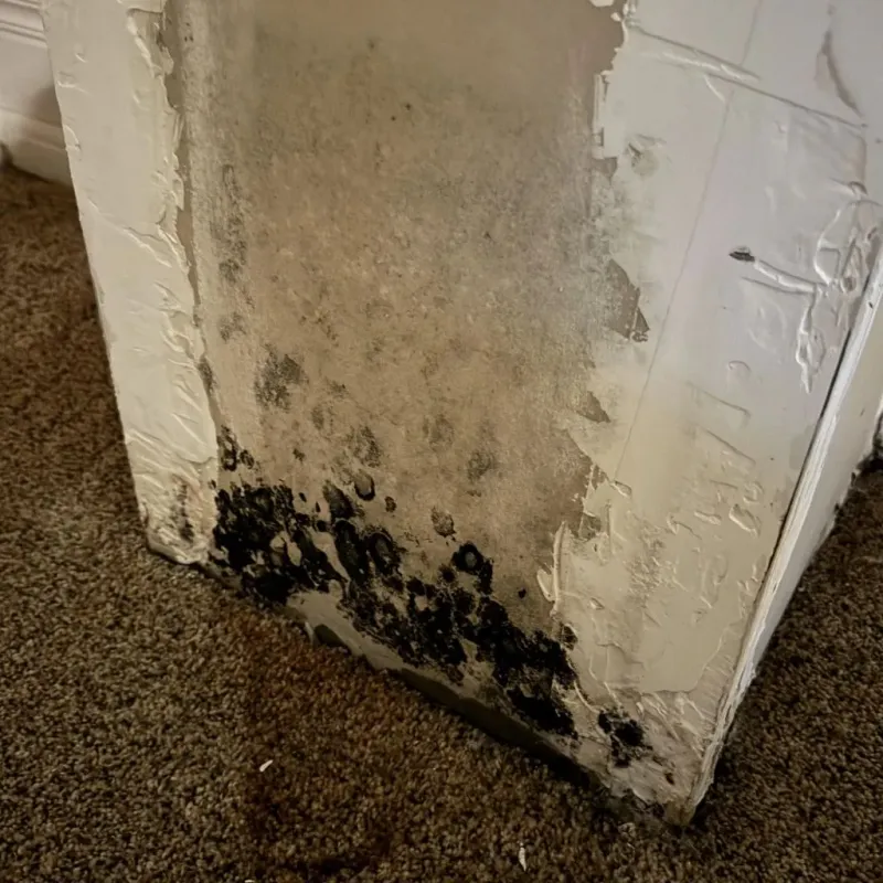 Professional Mold Removal in Lewisville, NC